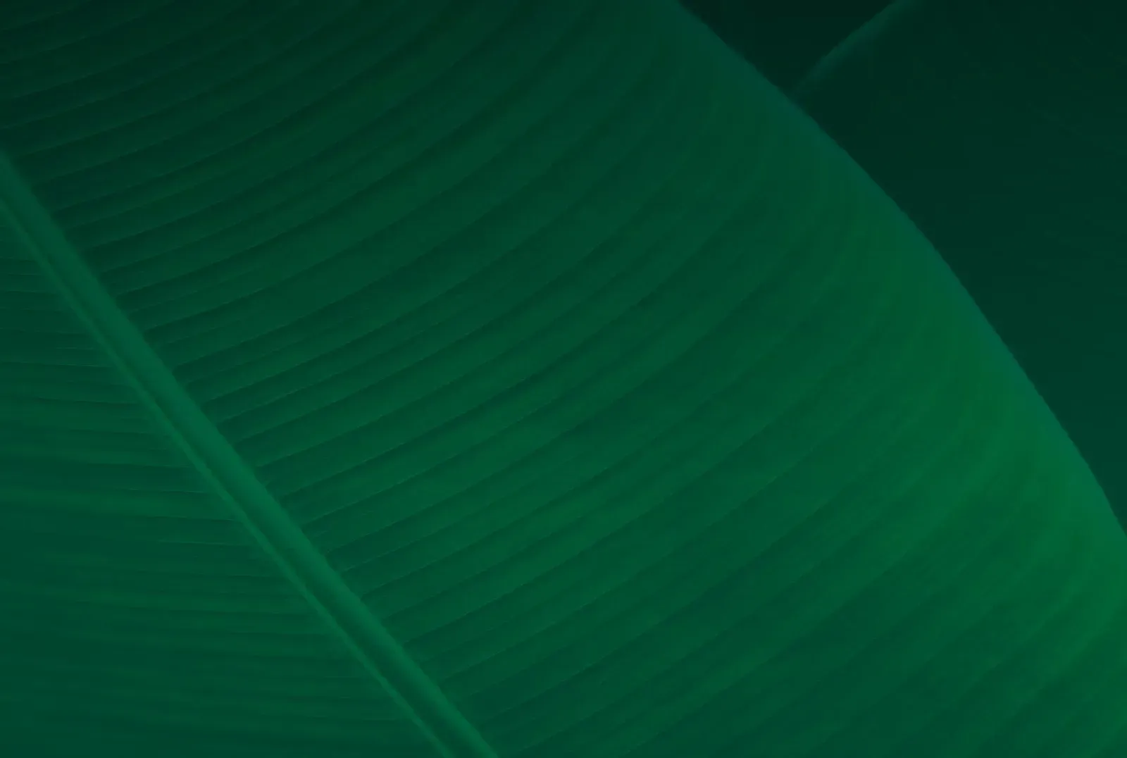 Dark green foliage background.